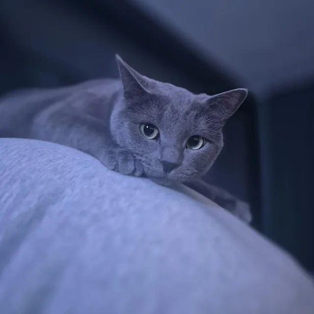 A gray cat resting her chin on a blanket, clearly plotting something